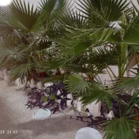 پالم واشنگتن