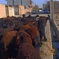 48 راس گوسفند عتیقه زاییده و آبستن سنگین|حیوانات مزرعه|تبریز, |دیوار