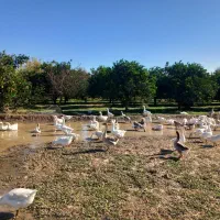 قوغاز  لیندا و آفریقایی جوان برای تخم گذاری|حیوانات مزرعه|زرگرشهر, |دیوار