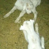 شیر و لبنیات بز