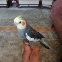 عروس هلندی