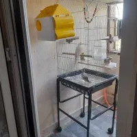 عروس هلندی