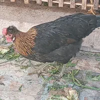 تخم نطفه دار درجه یک.ومصرف دارویی خوراکی.|حیوانات مزرعه|شیراز, زرهی|دیوار