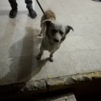 سگ خانگی|سگ|حلب, |دیوار