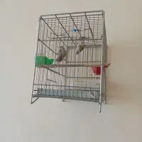 جوجه سهره|پرنده|ملایر, |دیوار