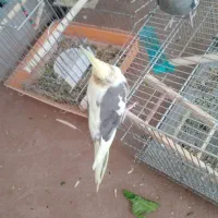 عروس هلندی مولد