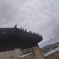 کبوتر پلاکی مسافتی