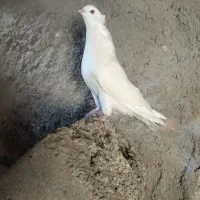 سه عدد ماده سفید کاکولی|پرنده|عجب شیر, |دیوار