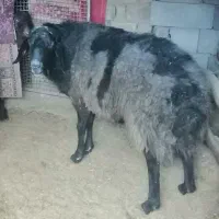 قو چ  افشار  جوا ن