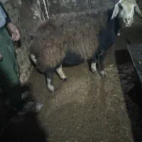 گوسفند|حیوانات مزرعه|زاوه, |دیوار