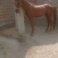 اسب|اسب و تجهیزات اسب‌سواری|میاندوآب, |دیوار