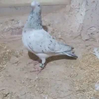 کفتر|پرنده|شیروان (خراسان), |دیوار