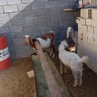 فروش دوعد بز پاکستانی|حیوانات مزرعه|شهر بابک, |دیوار