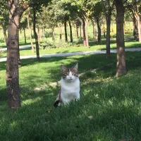 مشورت