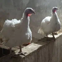 بوقلمون بیوتی ۶ وزن فوق سنگین|حیوانات مزرعه|شوط, |دیوار