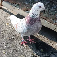 کبوتر قلمکار ماده مست مست