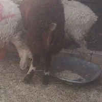 بره