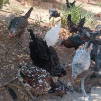 فروش مرغ محلی