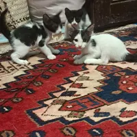 واگذاری بچه گربه|گربه|بوشهر, |دیوار