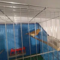 سلام قناری نروماده سالم سالم|پرنده|همدان, |دیوار