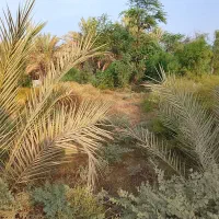 باغ نخل با ۲۰ عدد دمیت دو ساله و ۴۰عدد  تازه کاشت