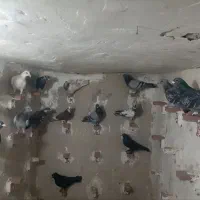 کبوتر سوراخی