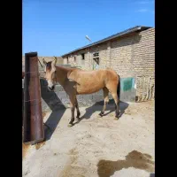 مادیون سمند فروشی