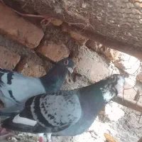 کبوتر