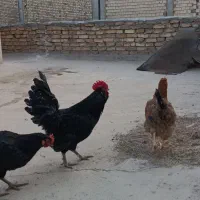 تخم مرغ نطفه دار