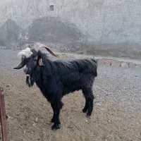 دوبر لاغر