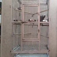 قفس کاسکو عروس هلندی مرغ عشق راهب قناری