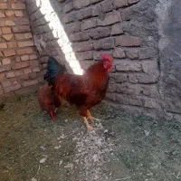 خروس محلی