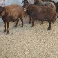 کوسفند قزل ۳ جفت|حیوانات مزرعه|بوکان, |دیوار