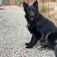 سگ ژرمن بلک