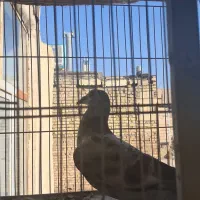 کفتر جفتگاه قفس جفتگاه|پرنده|مشهد, هدایت|دیوار