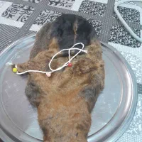 خوراکی آشامیدنی|خوردنی و آشامیدنی|خرم‌آباد, |دیوار