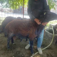 قوچ کار۳ساله