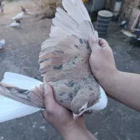 کبوترعتیقه نر|پرنده|مشهد, عامل|دیوار