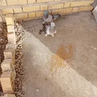 یک‌جفت‌کبوتر‌پلاکی‌به‌شرط|پرنده|اقلید, |دیوار