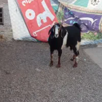 بز یک چهار دندون یکی یکساله هر دو آوست|حیوانات مزرعه|تربت جام, جامرود|دیوار