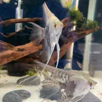 دیسکس ۲ اینچ و آنجل|ماهی|تبریز, |دیوار