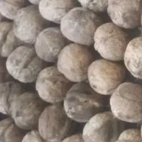 گردوتازهامسال|خوردنی و آشامیدنی|شاهین دژ, |دیوار
