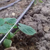 اجاره گلخانه صیفی جات