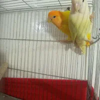 جفت برزیلی مولد