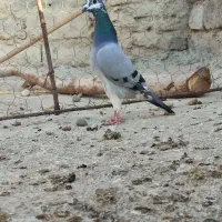 جان اردن|پرنده|زهک, |دیوار