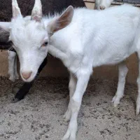 بزغاله نر 4 ماهه سانن شرکتی