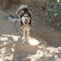 سگ هاسکی ۲ ساله