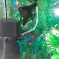 ماهی آکواریومی گیاه خوار ارزان ترازهمه جا|ماهی|فردیس, فردیس|دیوار