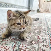 بچه گربهی بسیار آروم|گربه|زاهدان, |دیوار