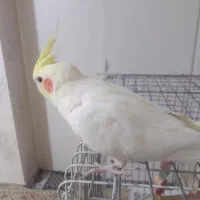 عروس هلندی|پرنده|شهریار, شهریار|دیوار